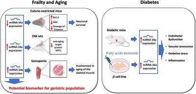 Functional role of miR-34a in diabetes and frailty